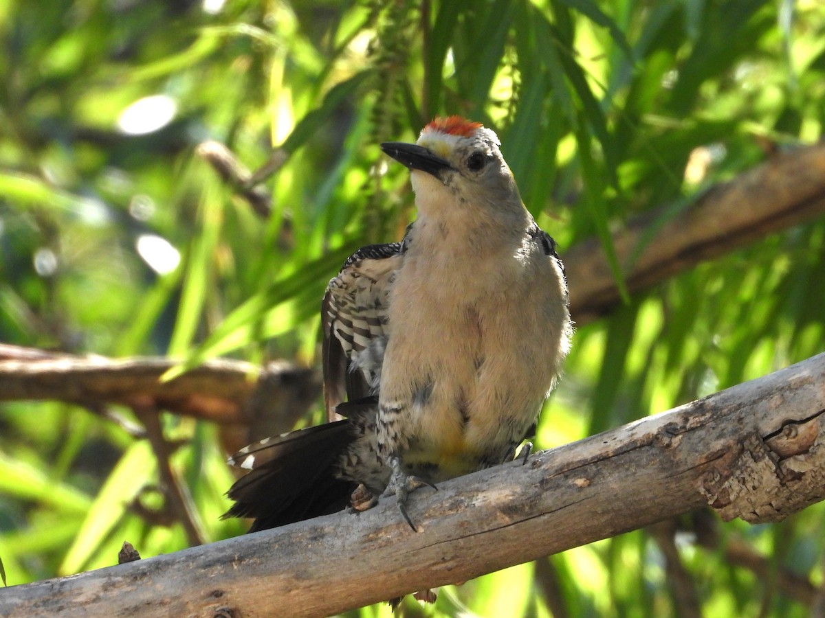 Golden-fronted Woodpecker - ML620579021