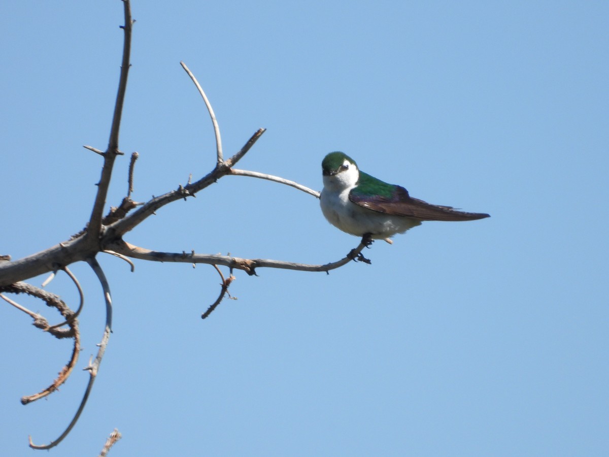 Violet-green Swallow - ML620579038