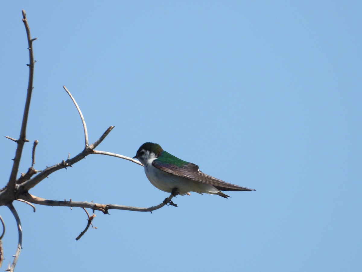 Violet-green Swallow - ML620579040