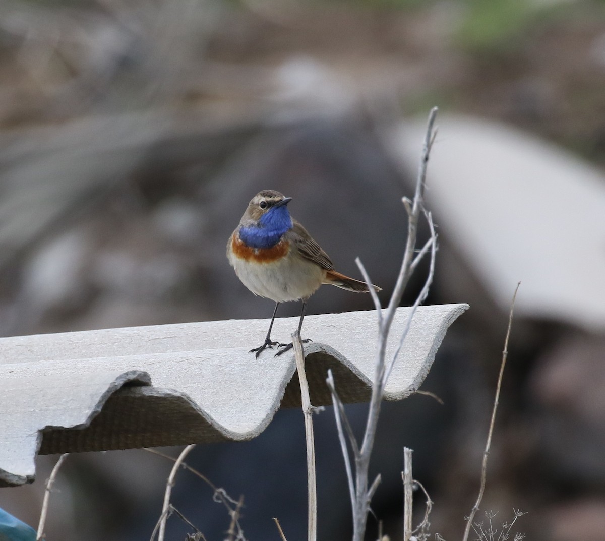 Bluethroat (Caucasian) - ML620579054