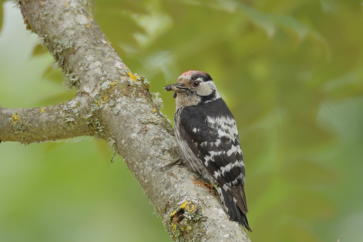 Lesser Spotted Woodpecker - Javier De Las Heras