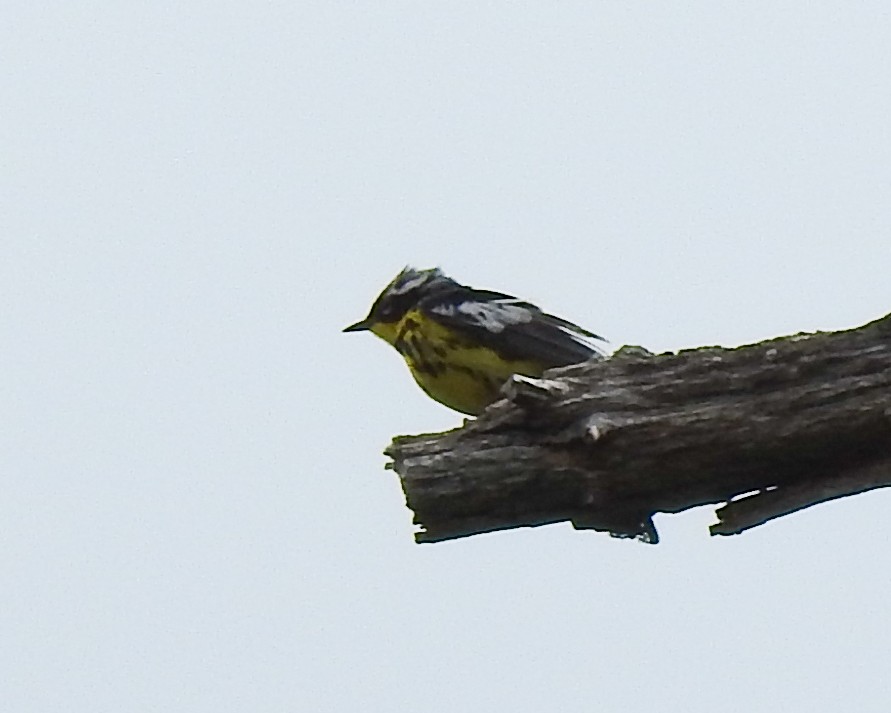 Magnolia Warbler - ML620579075