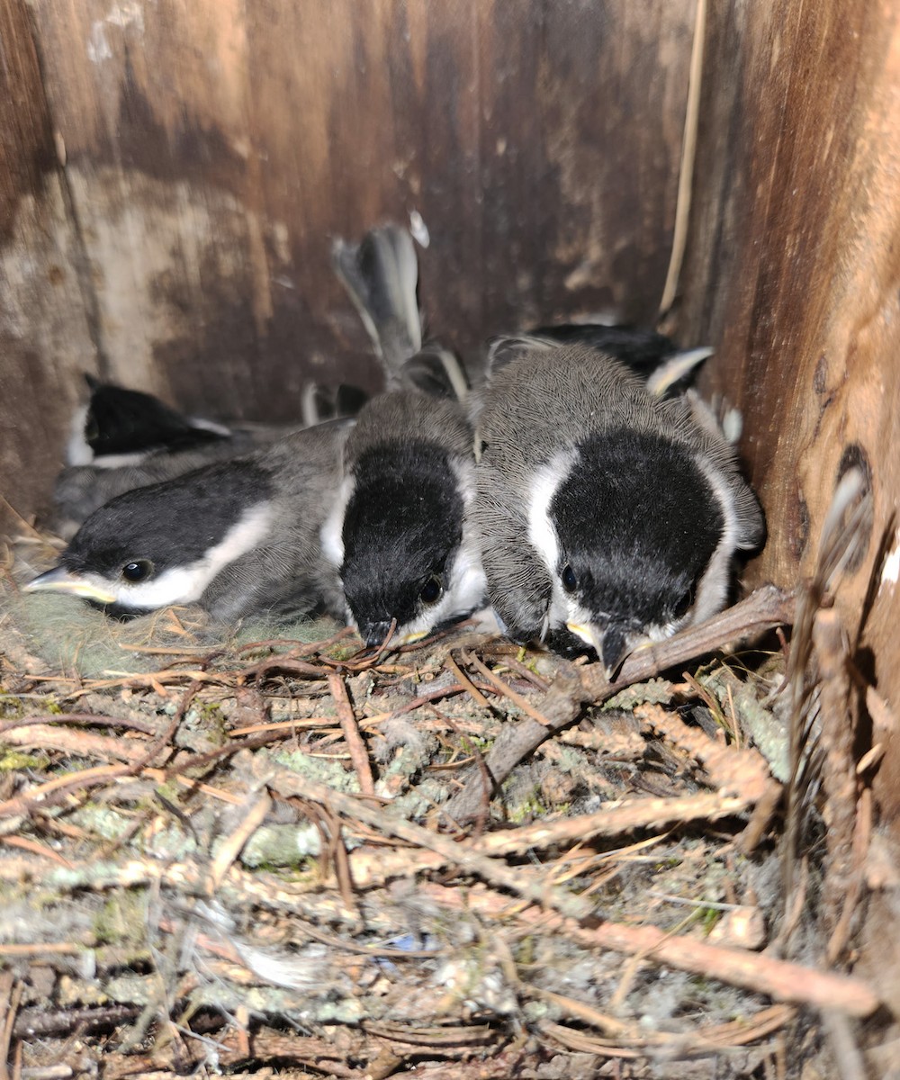 Black-capped Chickadee - ML620579079