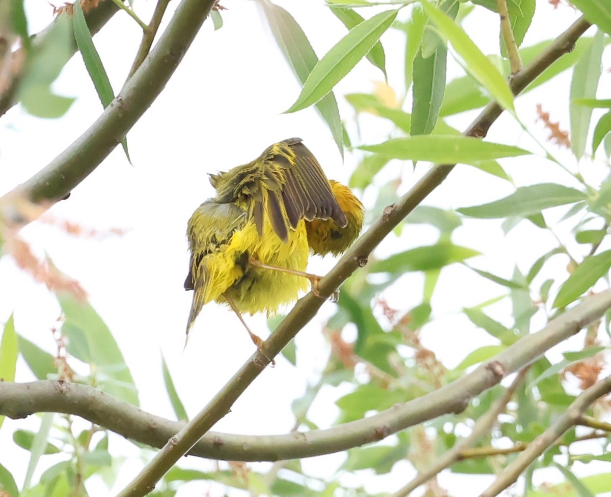 Yellow Warbler - ML620579085