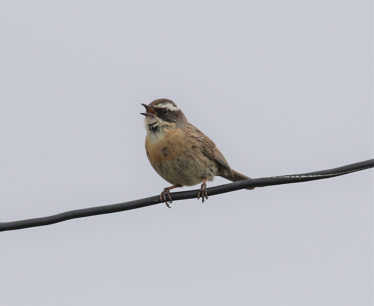 Radde's Accentor - ML620579091