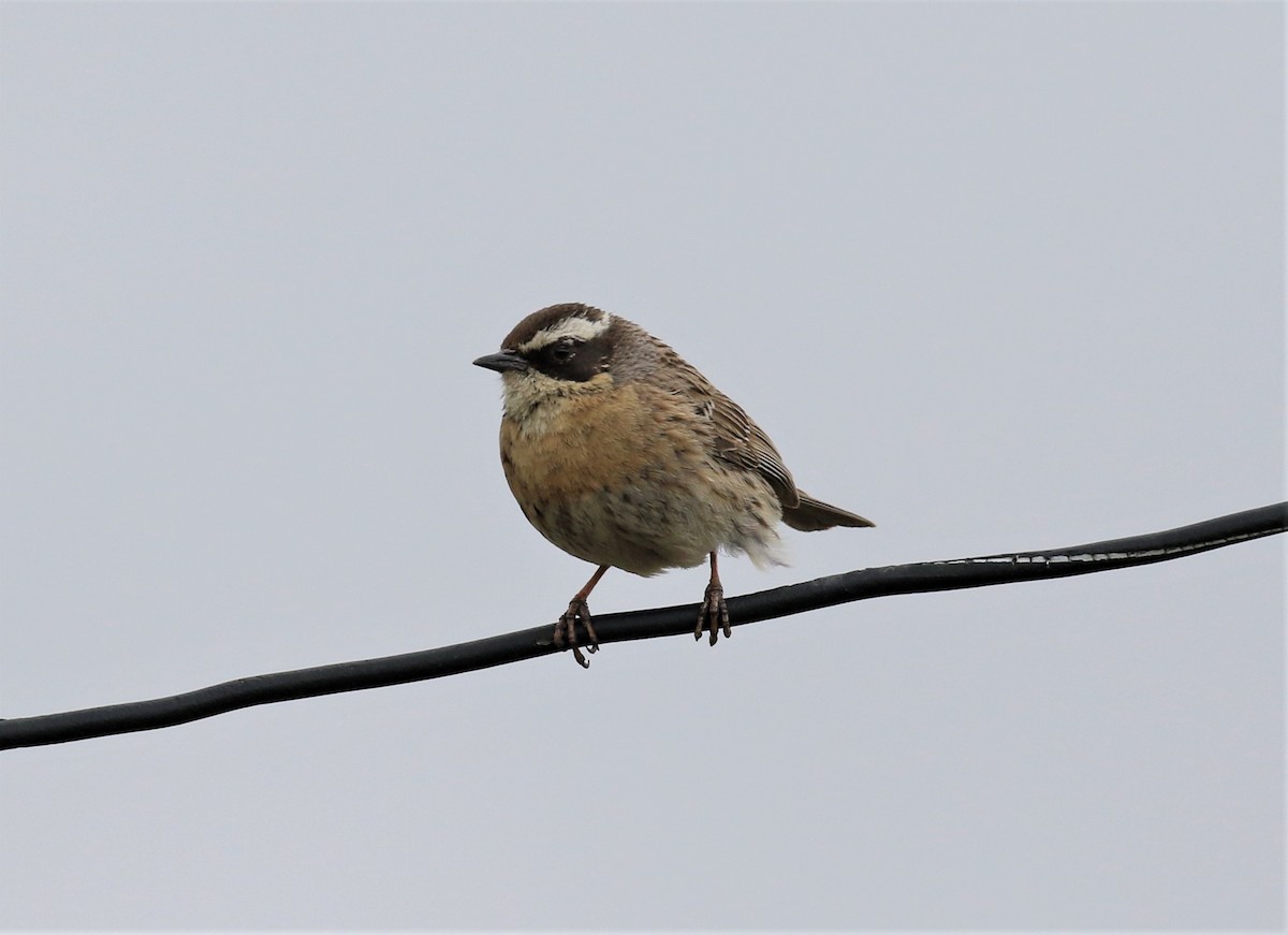 Radde's Accentor - ML620579092