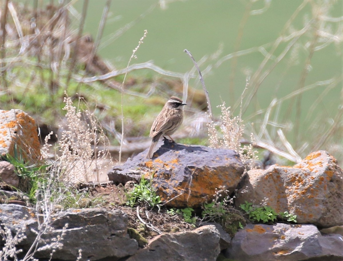 Radde's Accentor - ML620579093