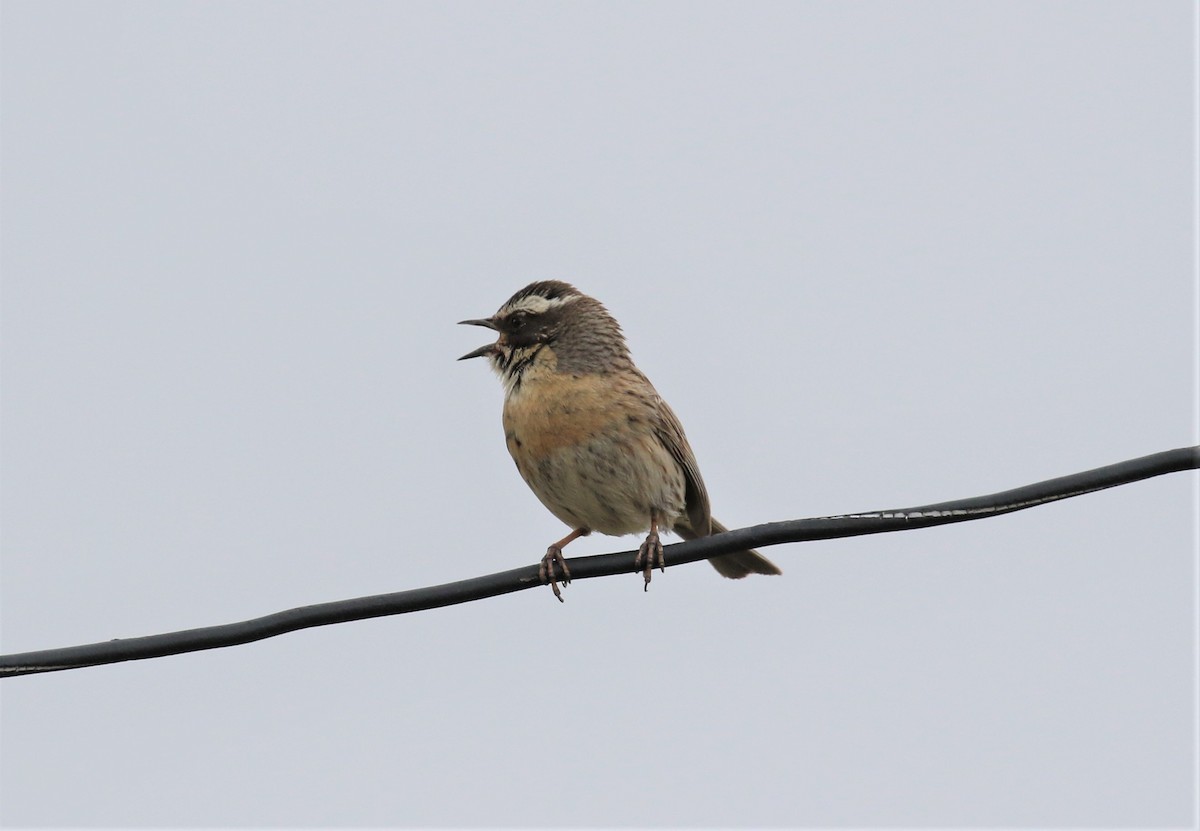 Radde's Accentor - ML620579096