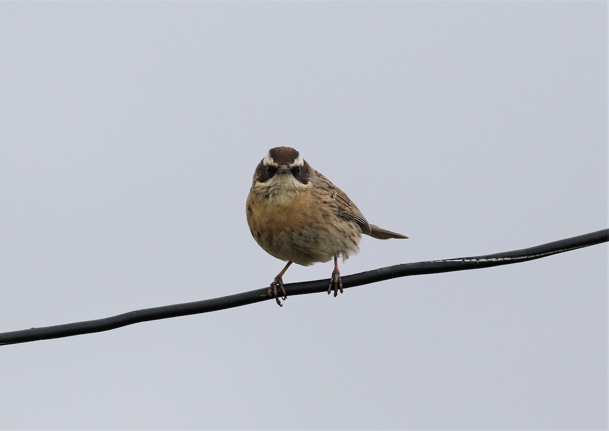 Radde's Accentor - sean clancy