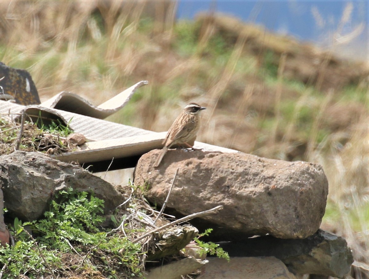 Radde's Accentor - ML620579101