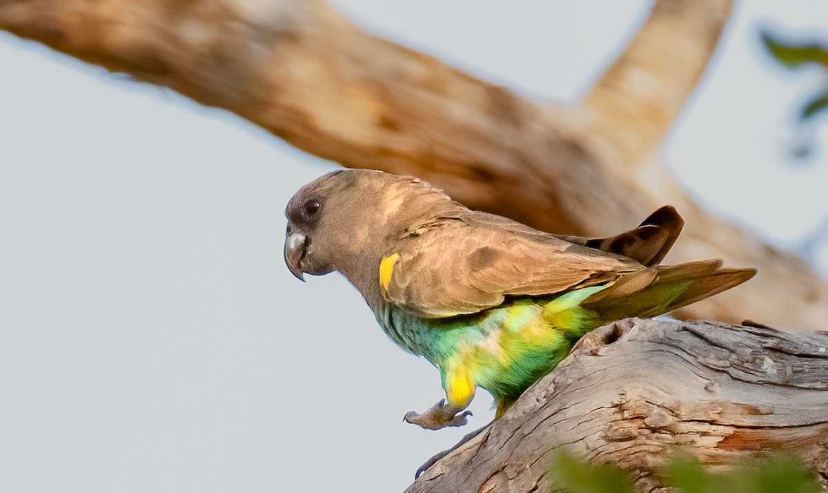 Meyer's Parrot - ML620579105