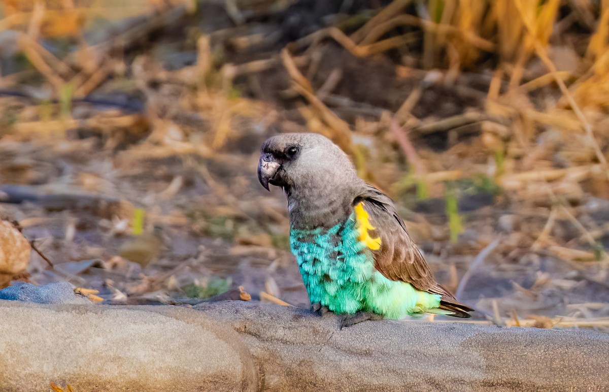 Meyer's Parrot - ML620579106