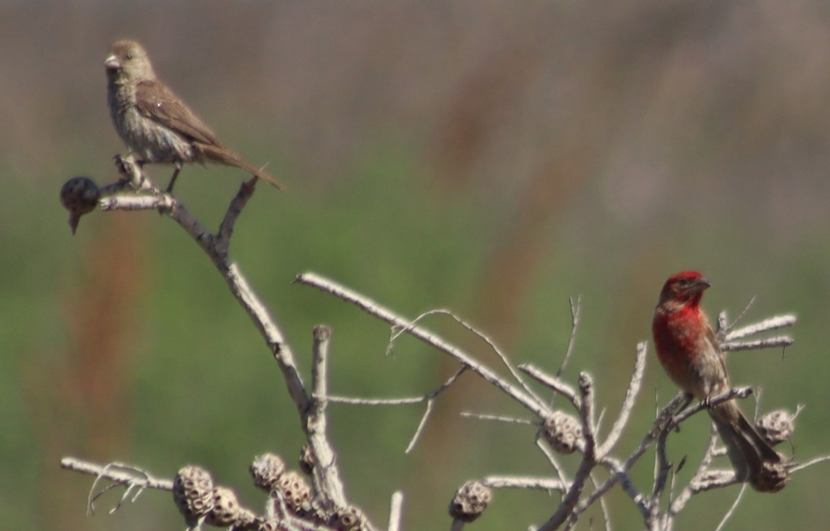 House Finch - ML620579107