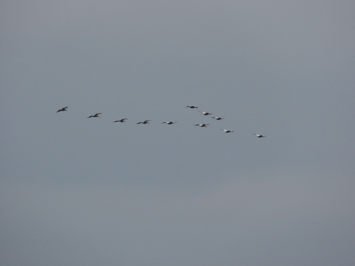 American White Pelican - ML620579121