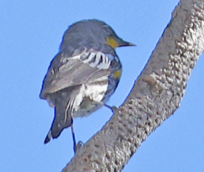 Yellow-rumped Warbler - George Nothhelfer