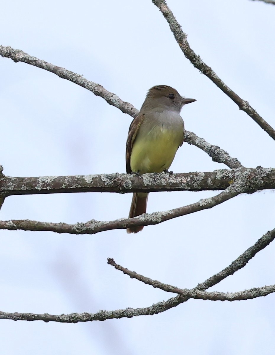 Great Crested Flycatcher - ML620579140