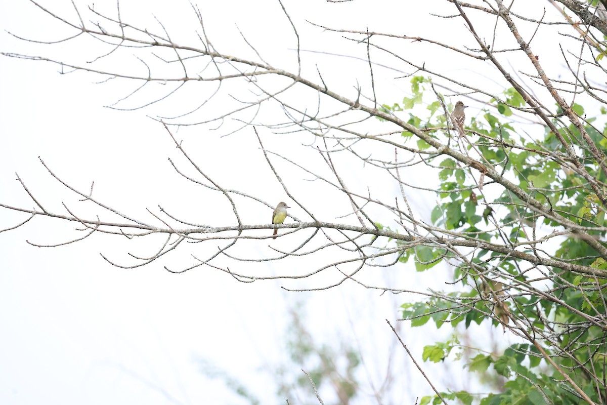 Great Crested Flycatcher - ML620579143