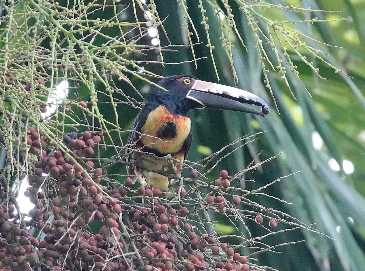 Collared Aracari - ML620579151