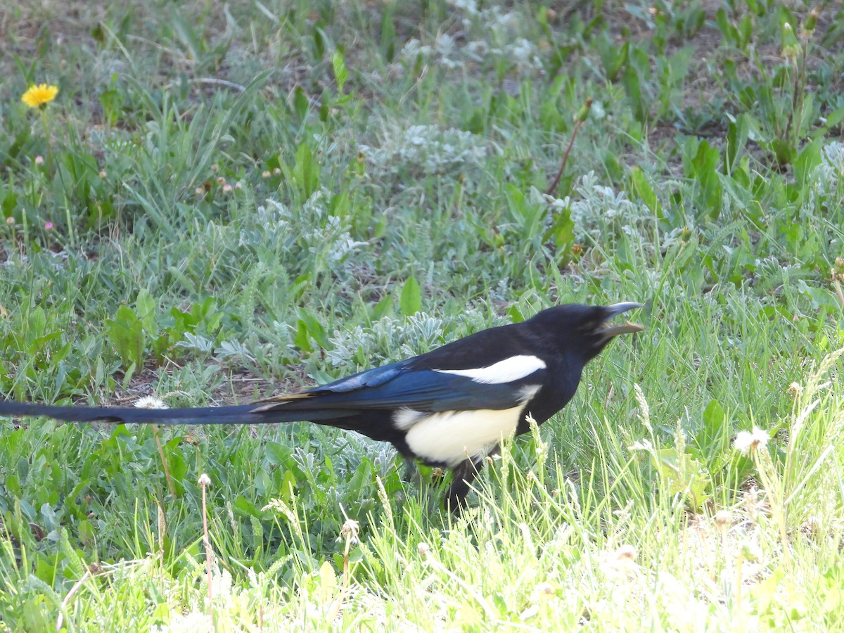 Black-billed Magpie - ML620579153