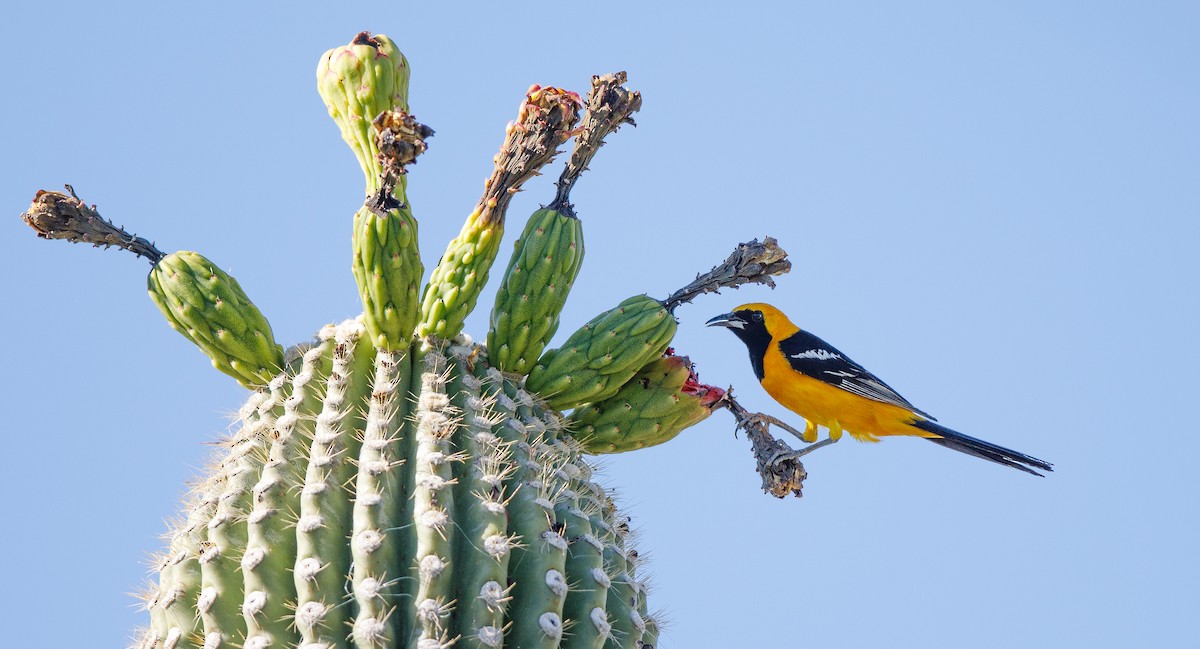 Hooded Oriole (nelsoni Group) - ML620579164