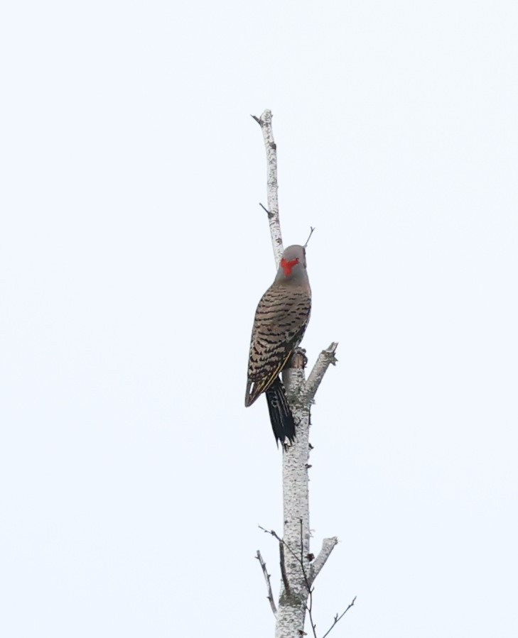 Northern Flicker - ML620579169