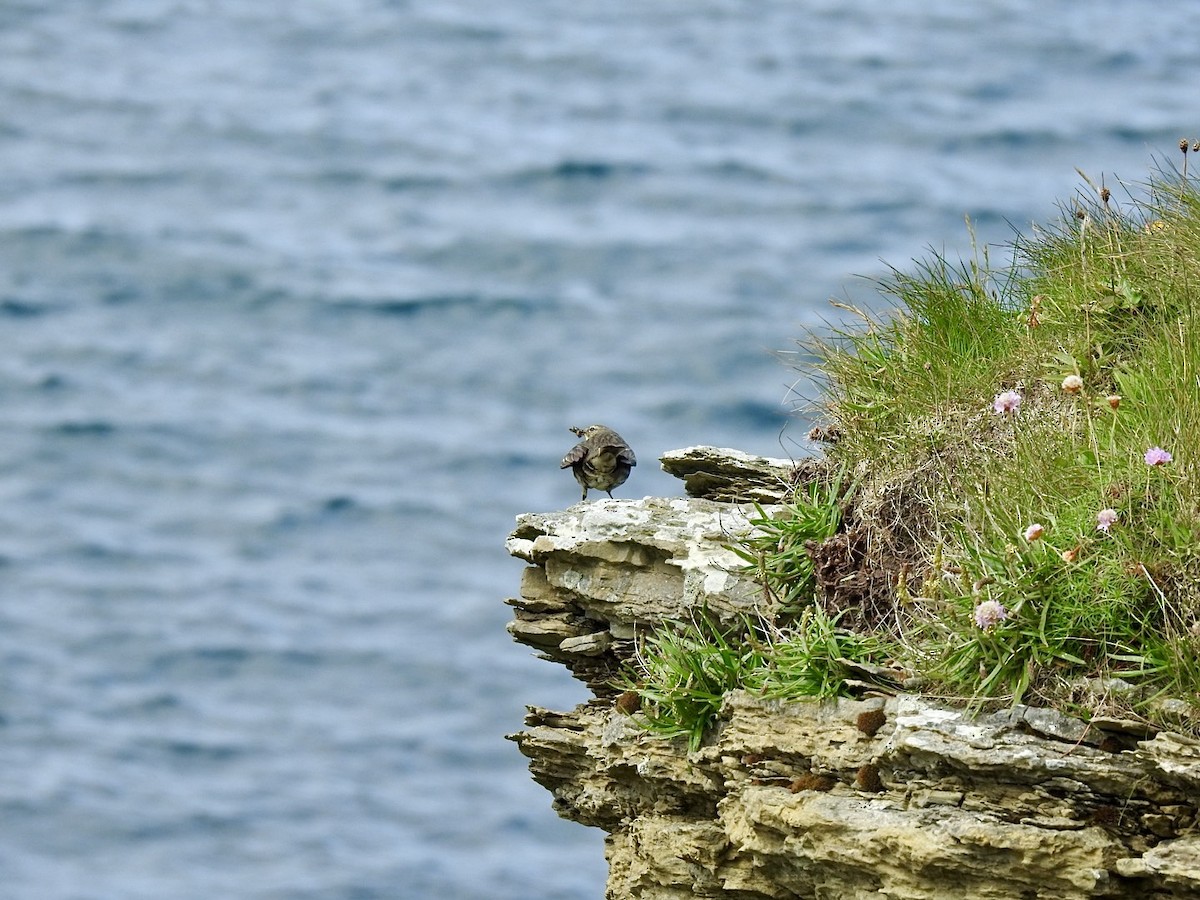 Rock Pipit (Western) - Stephen Bailey