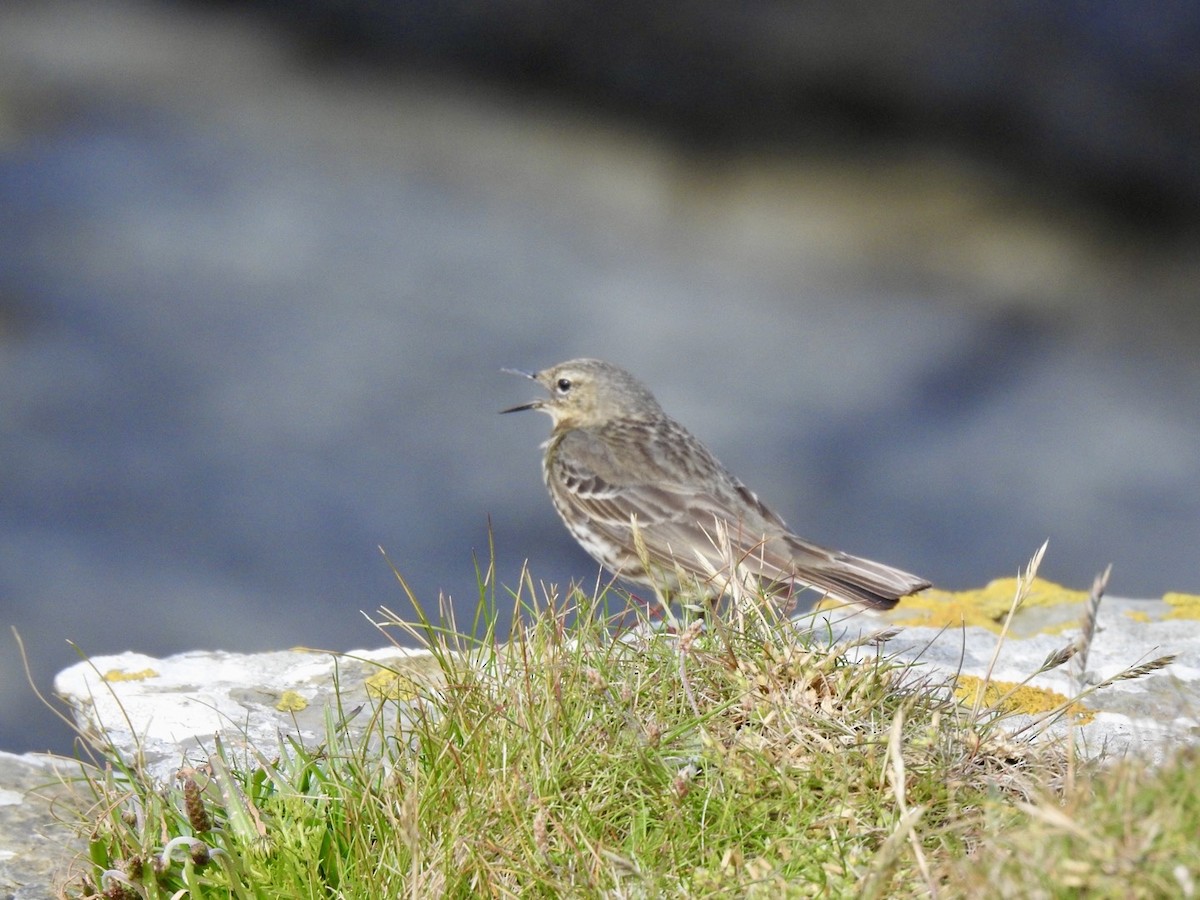 Rock Pipit (Western) - ML620579171