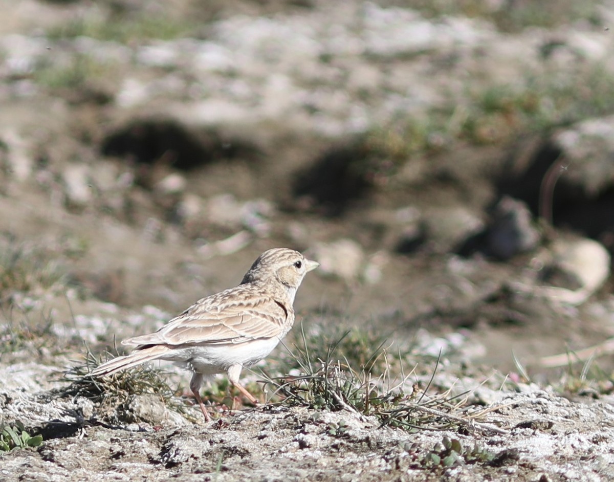 Asian Short-toed Lark - ML620579179