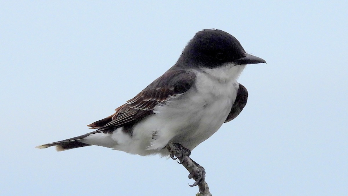 Eastern Kingbird - ML620579194