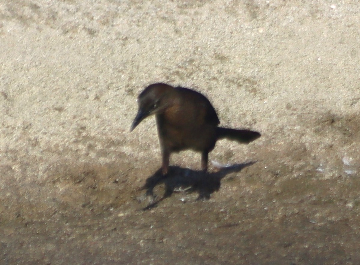 Great-tailed Grackle - ML620579213