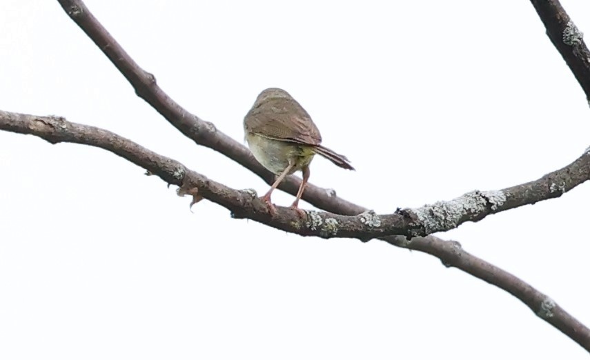 Alder Flycatcher - ML620579214