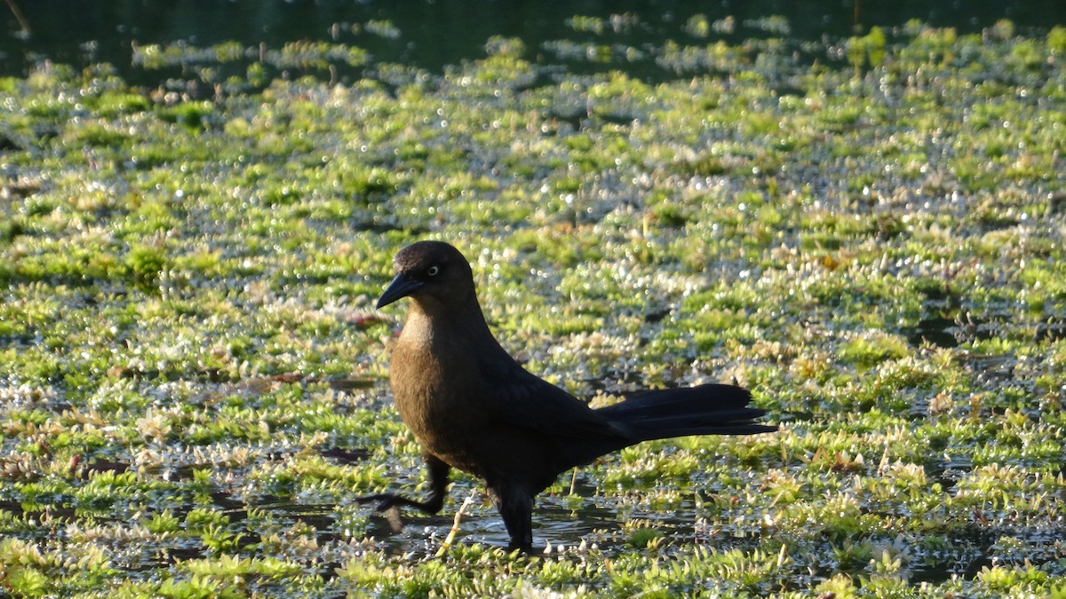 Great-tailed Grackle (Great-tailed) - ML620579221