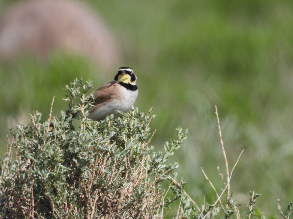 Horned Lark - ML620579222