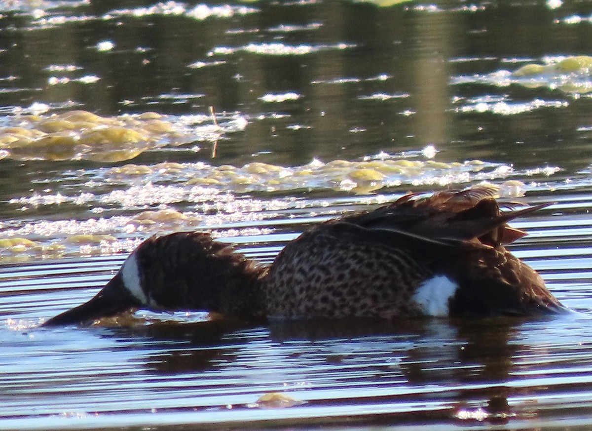 Blue-winged Teal - ML620579224