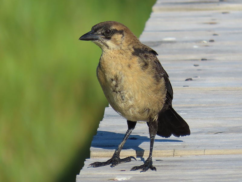 Boat-tailed Grackle - ML620579227