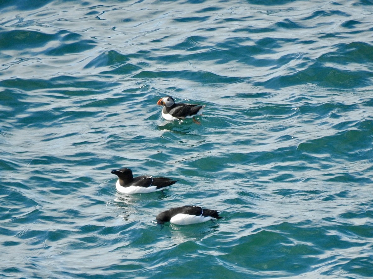 Atlantic Puffin - ML620579247