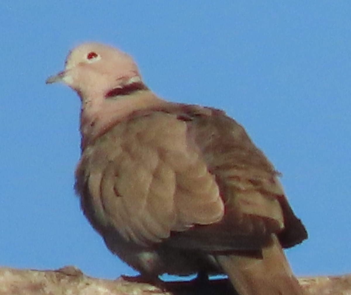 Eurasian Collared-Dove - ML620579254