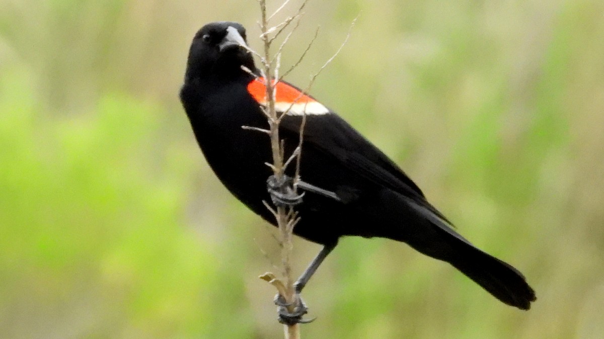 Red-winged Blackbird - ML620579263