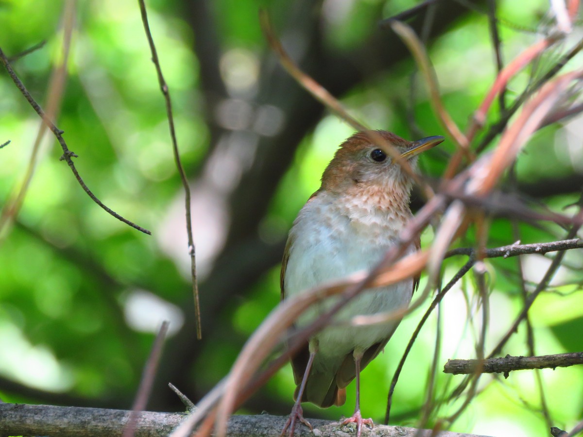 Veery - ML620579268