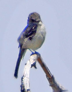 Empidonax sp. - ML620579271