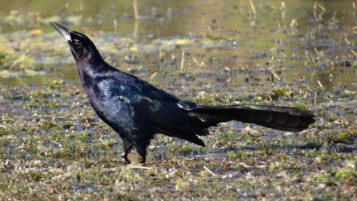 Great-tailed Grackle (Great-tailed) - ML620579273
