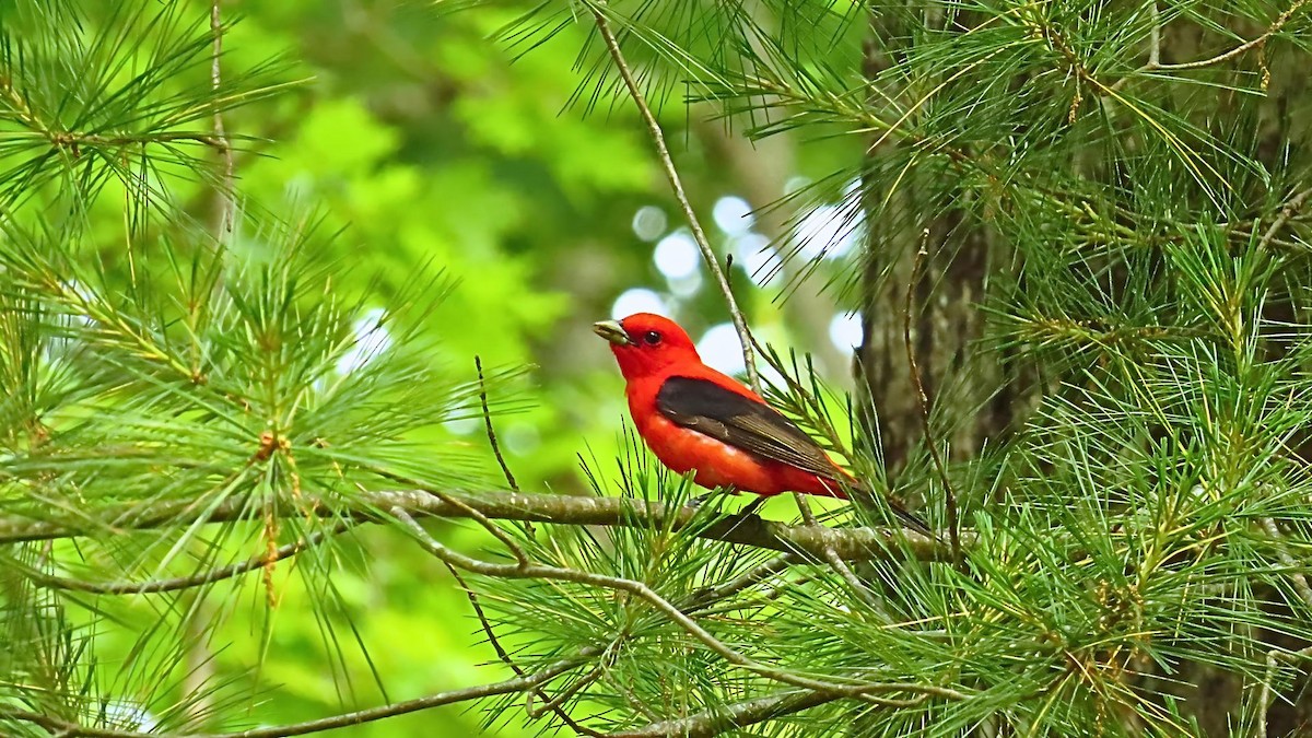 Scarlet Tanager - ML620579279
