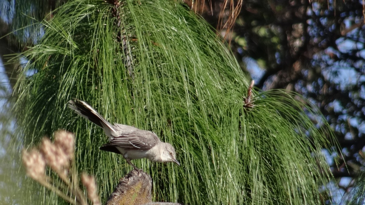 Tropical Mockingbird - ML620579283