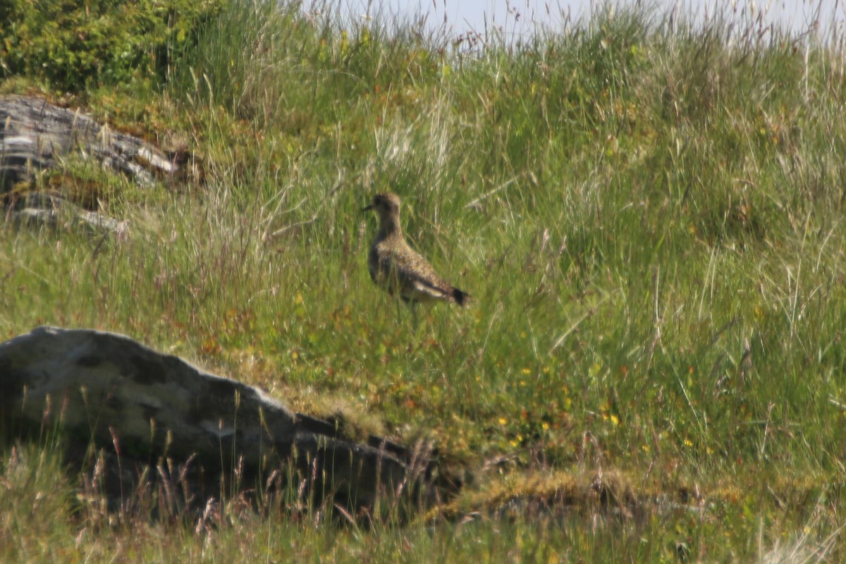 European Golden-Plover - ML620579291