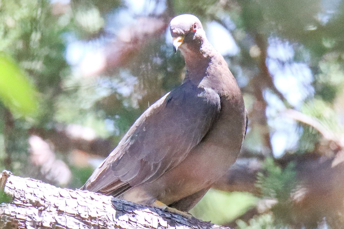 Band-tailed Pigeon - ML620579302