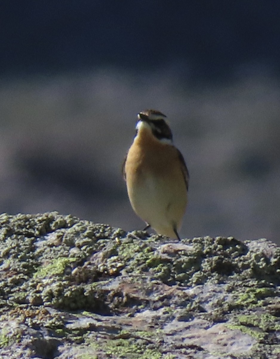 Whinchat - ML620579318