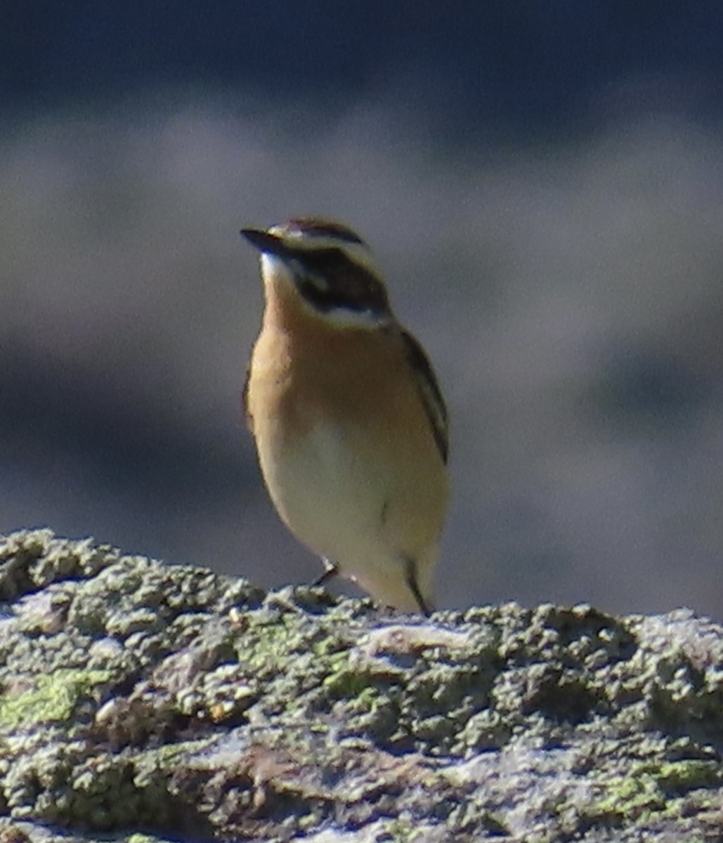 Whinchat - ML620579319