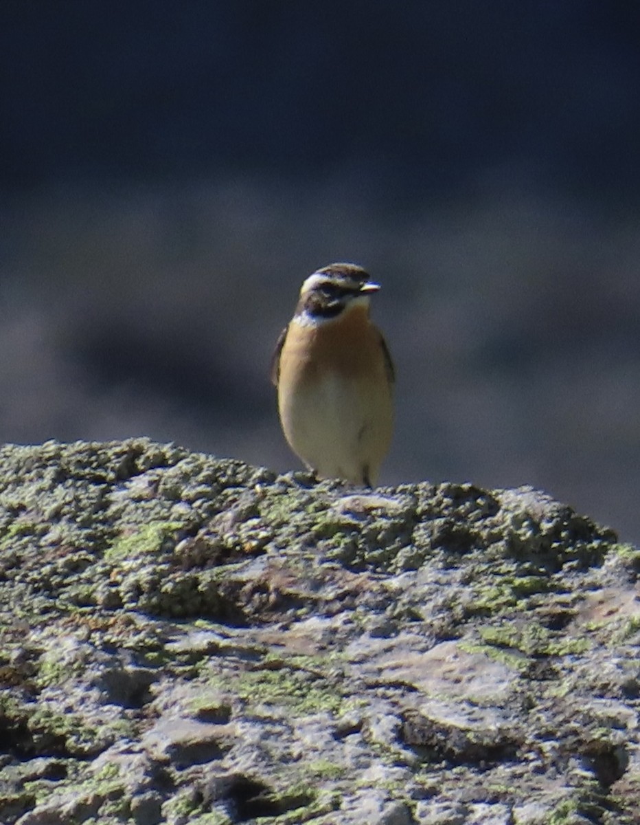Whinchat - ML620579320