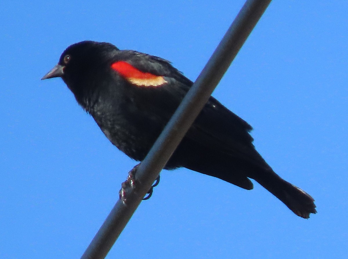 Red-winged Blackbird - ML620579323