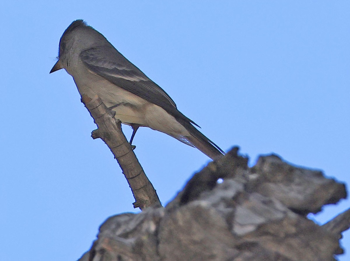 Western Wood-Pewee - ML620579330